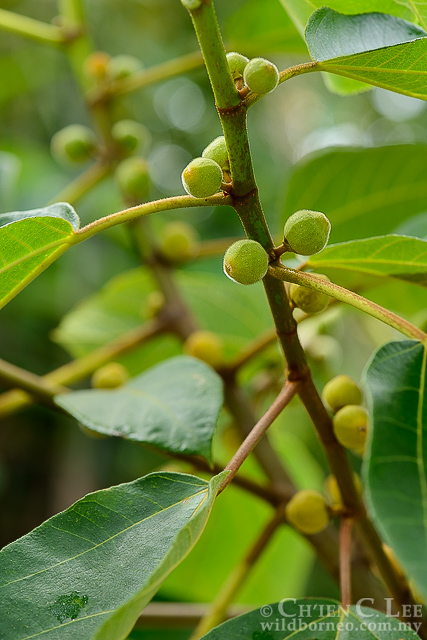 Ficus fulva